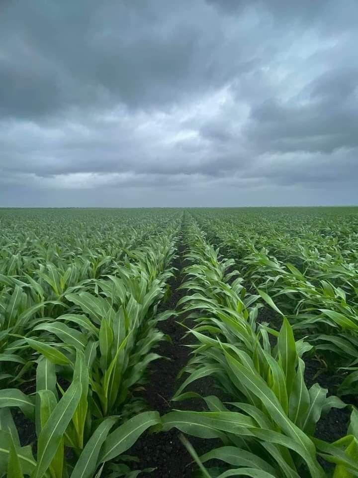 Productive agricultural land