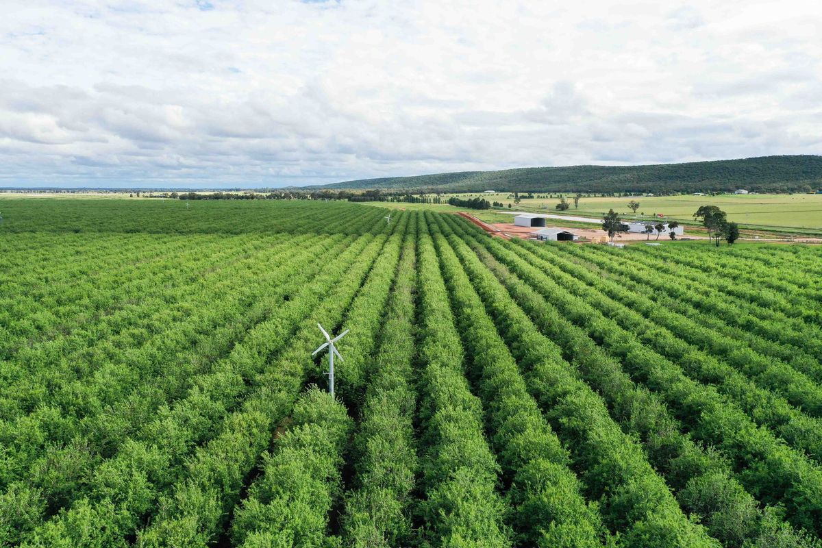 Almond orchard investment